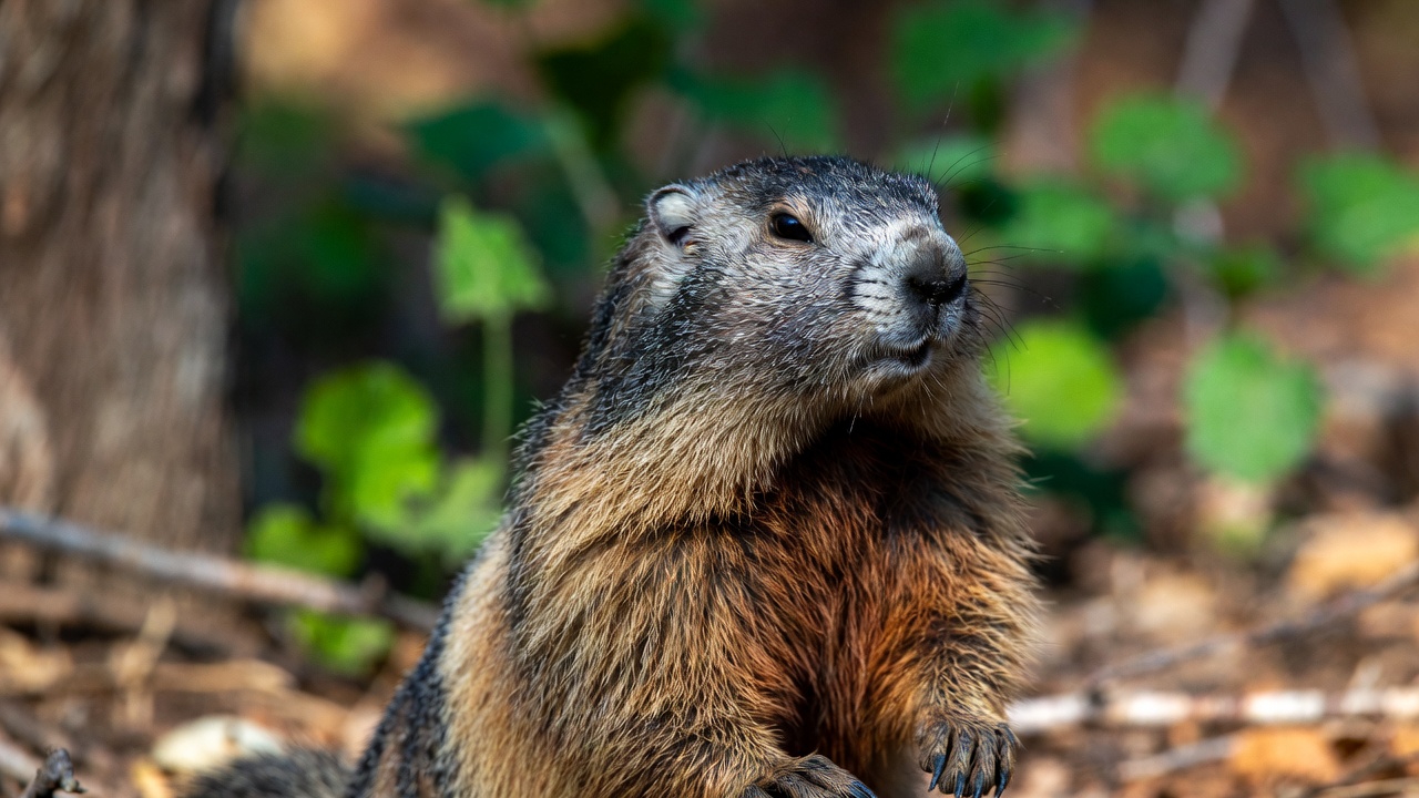 10 Fascinating Groundhog Day Facts You Didn’t Know