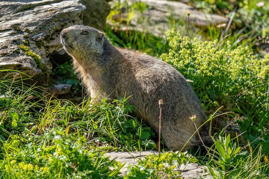 071 Wild marmot at Grand Muveran Nature Reserve Photo by Giles Laurent