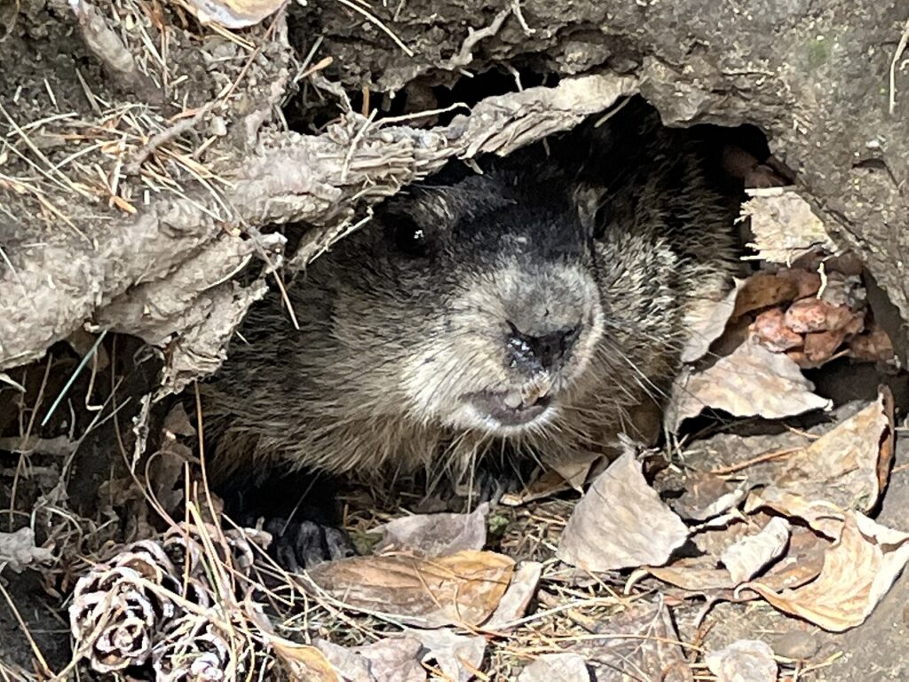 Agitated groundhog in its burrow