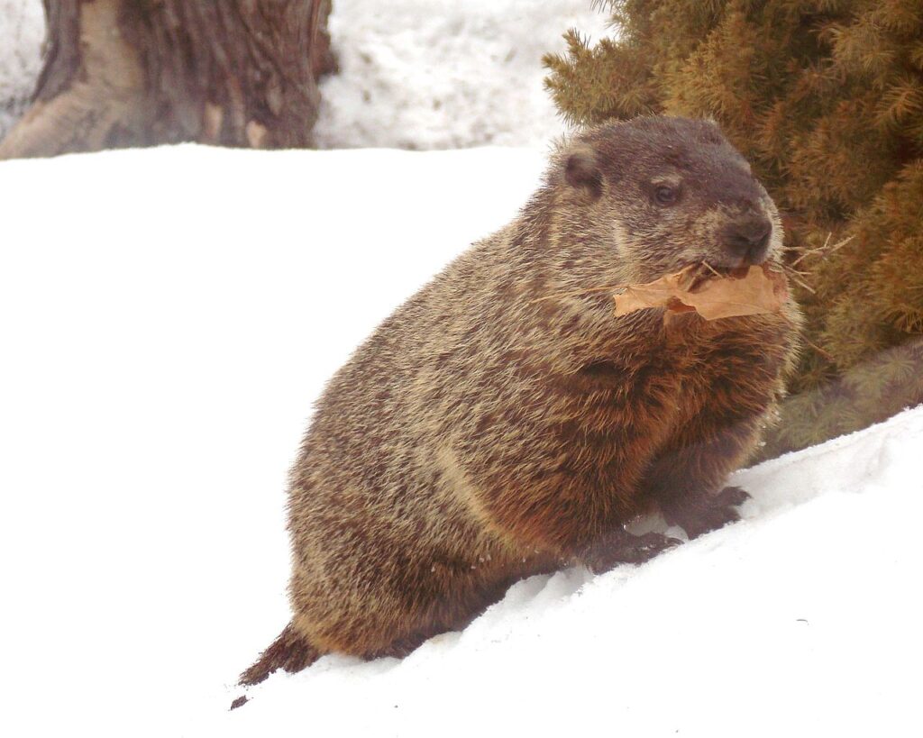 Emerged from hibernation in February, groundhog takes leaves to line the burrow nest or toilet chamber DSCN0900