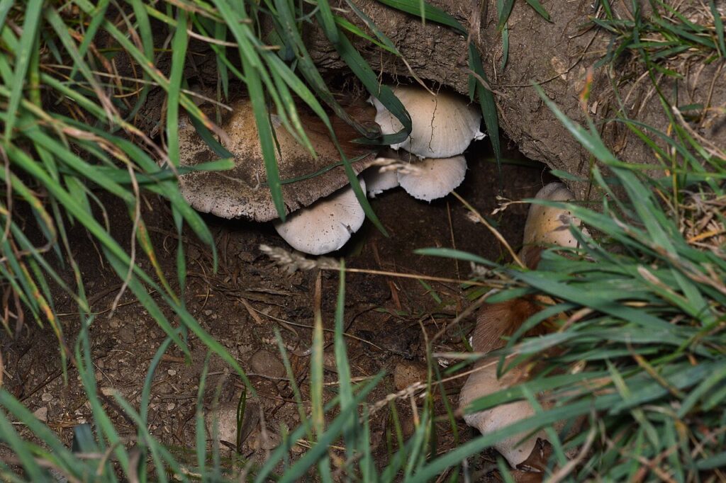 Groundhog (Marmota monax) Burrow Entrance - Guelph, Ontario 2020-07-26