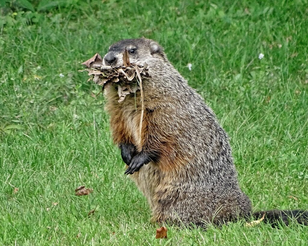 Groundhog With Burrow Material