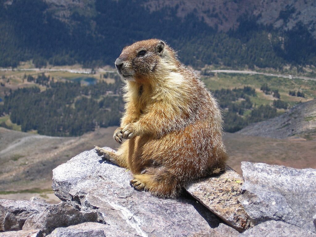 Marmot-edit1