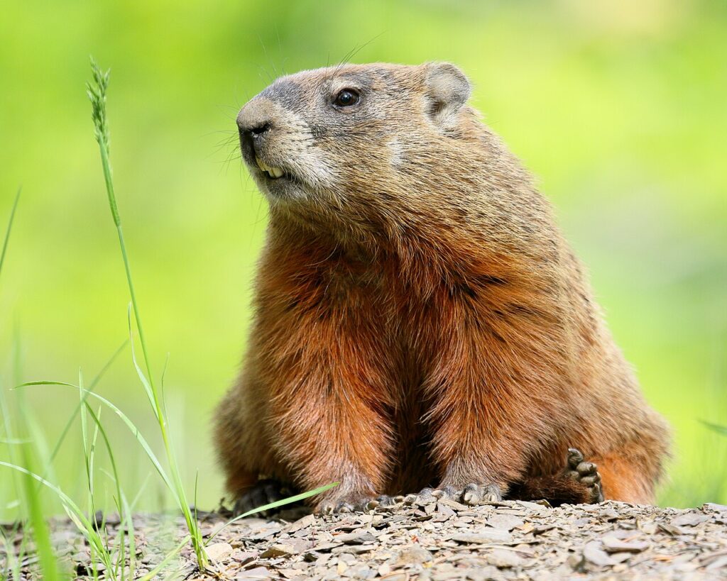 Marmota monax UL 19