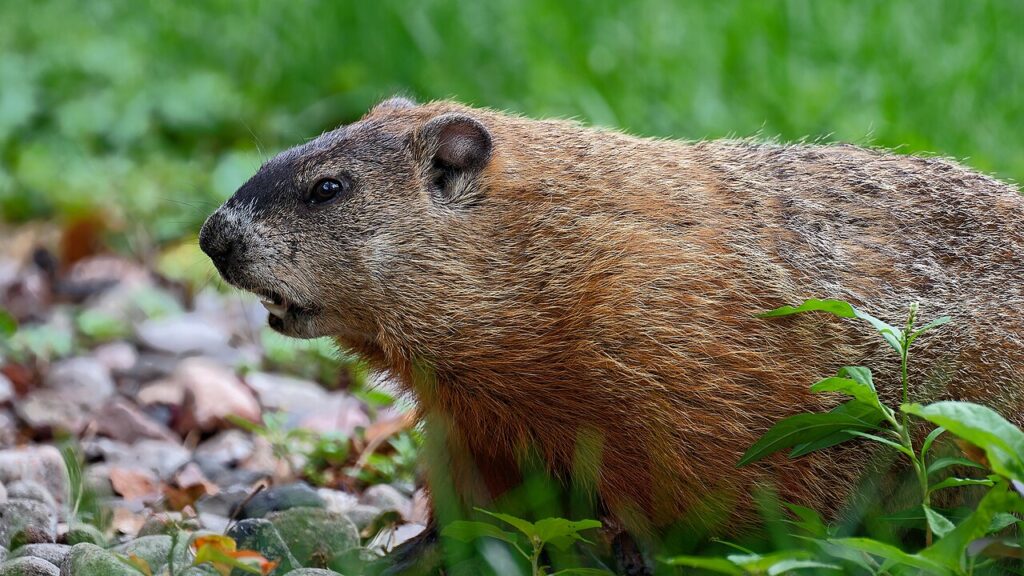 Marmotte (Montréal)