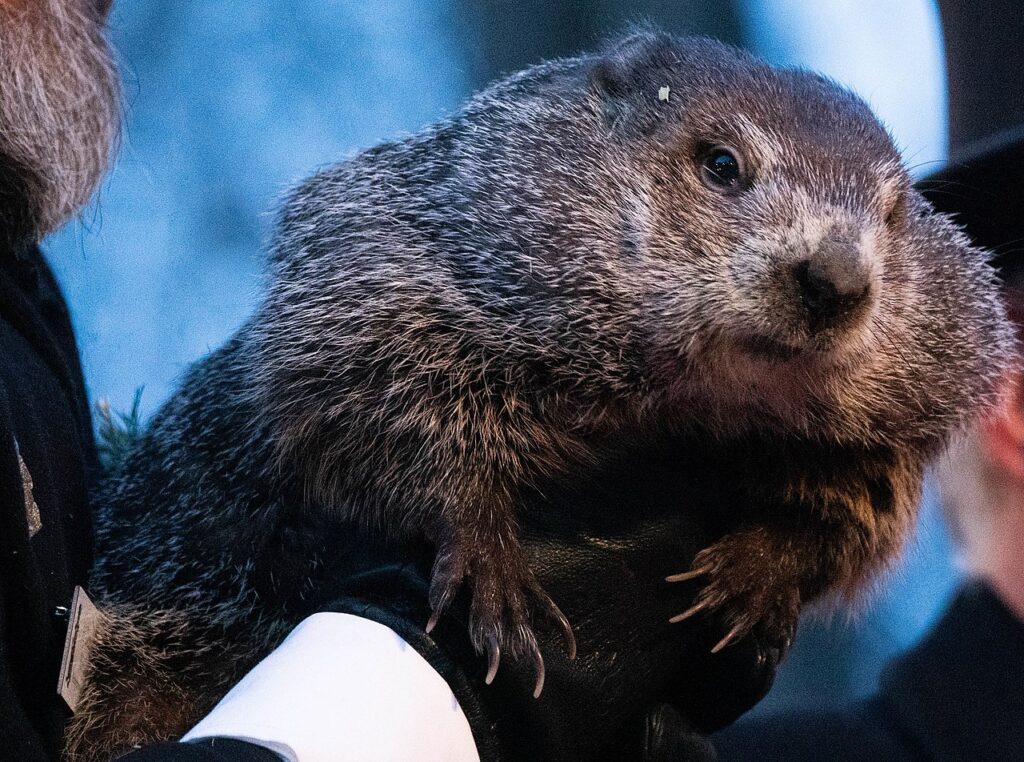 Punxsutawney Phil Groundhog Day 2022 Pennsylvania (51858869175)