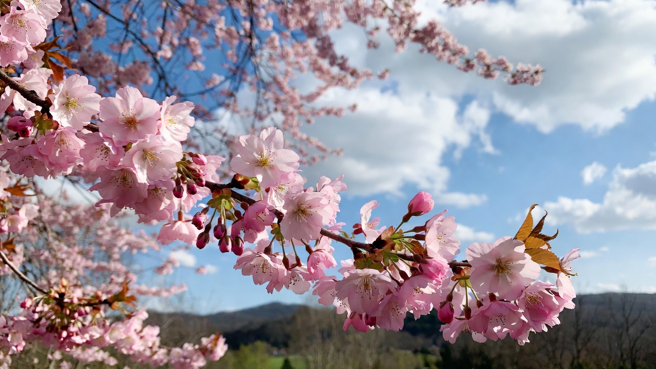 The Meaning of the Cherry Tree