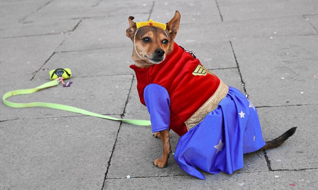 Costume for a dog at Carnival of Venice 2025, Italy, European Union