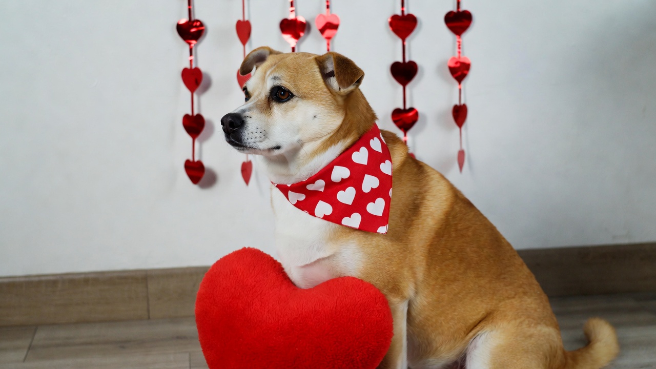 Pet Valentine's Day