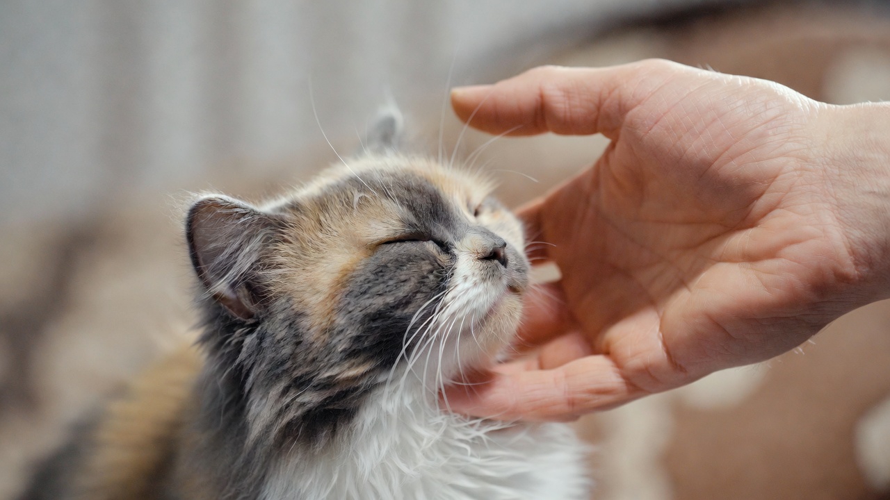 10 Ways to Show Your Cat Love (That They Won’t Hate) on Love Your Pet Day