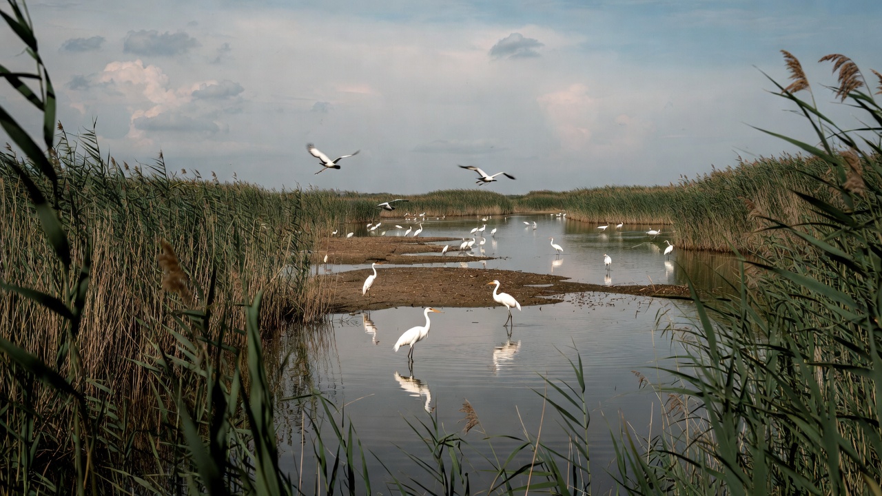 100 Questions and Answers About Wetlands for a World Wetlands Day Quiz Game