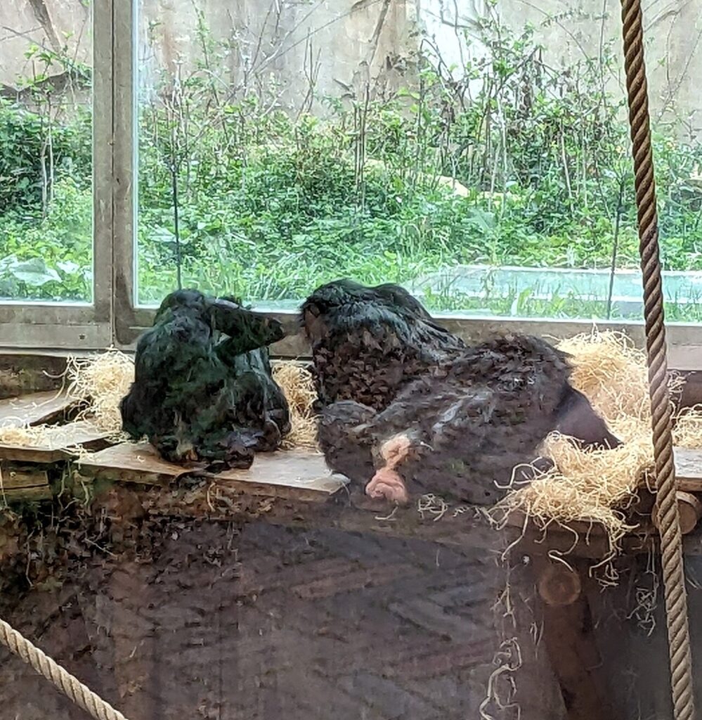 Pan paniscus in Ouwehands Dierenpark