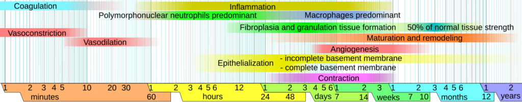 Wound healing phases.svg
