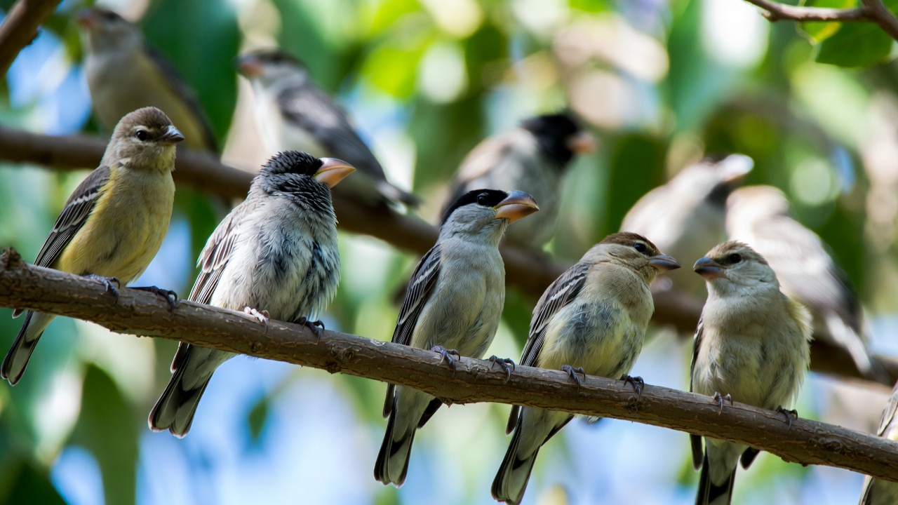 Darwin’s Finches: Unlocking the Secrets of Evolution on the Galápagos Islands