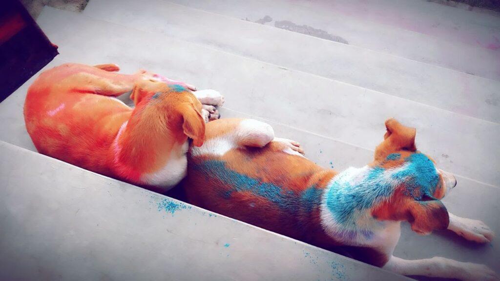 Holi dogs
