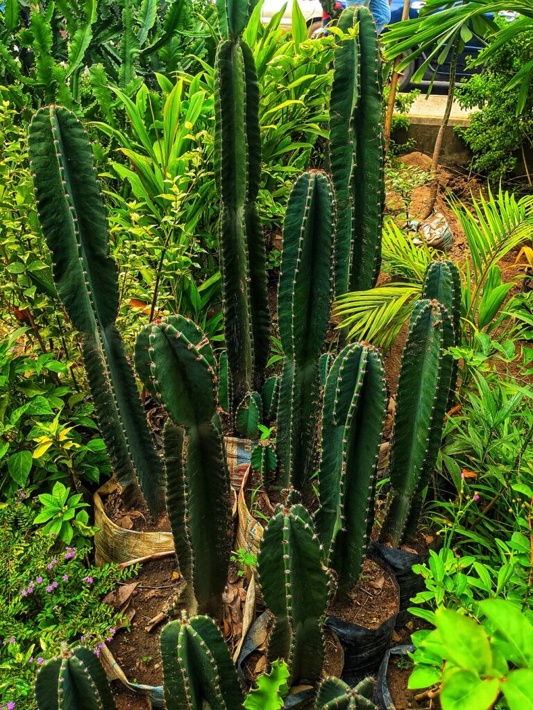 Cactus plant 1