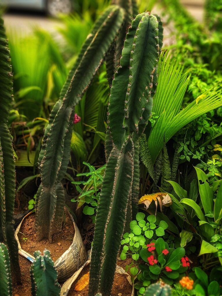 Cactus plant 2