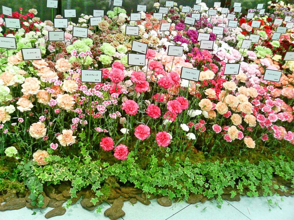 Carnation Varieties - Mother's Day -Ginza