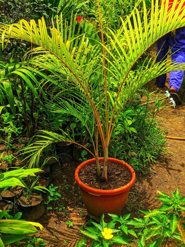 Palm plant 1
