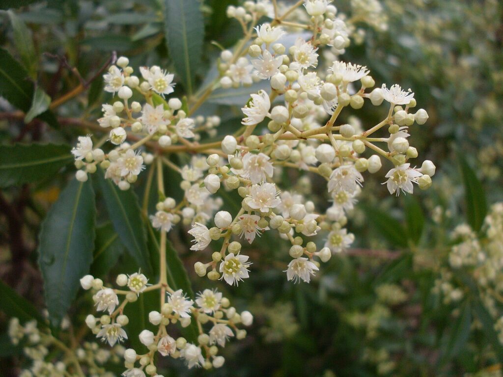 New South Wales Christmas bush in bloom