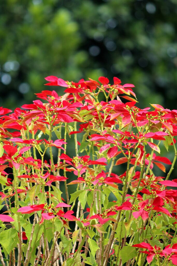 A red poinsettia