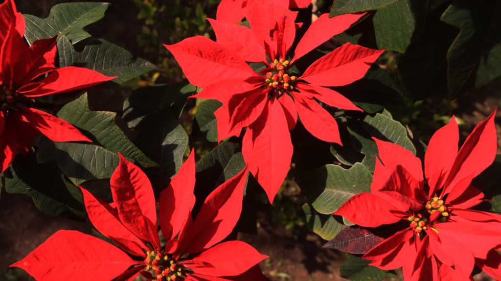 A red poinsettia, the flor de Nochebuena