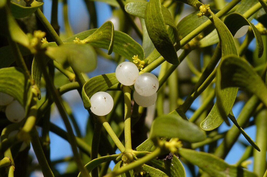 Mistletoe with white berries