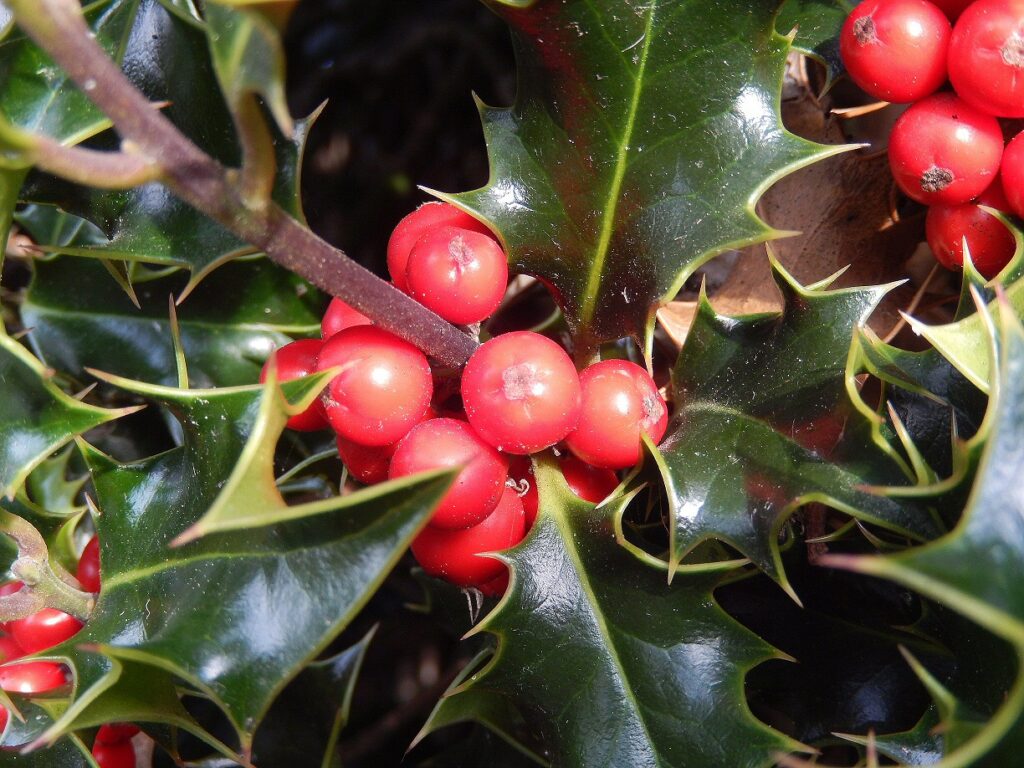 Holly leaves and red berries